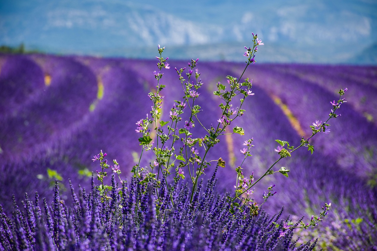 Lavender, 