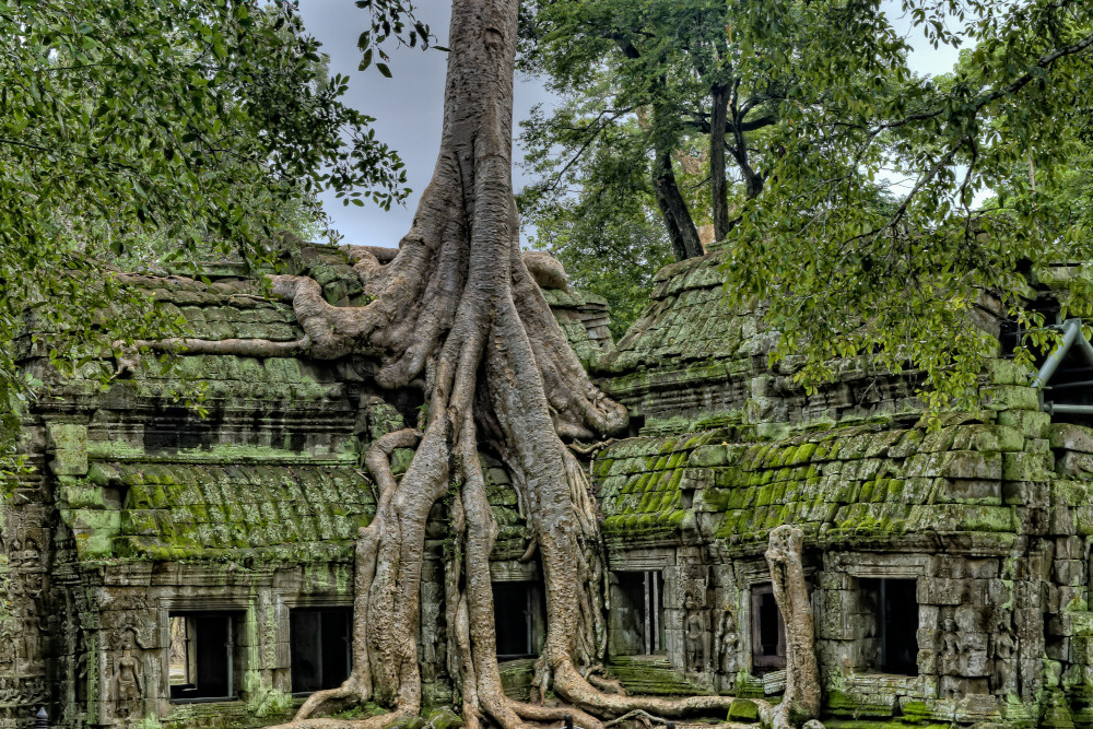 Tree growing on temple ruins in Ta Prohm, 