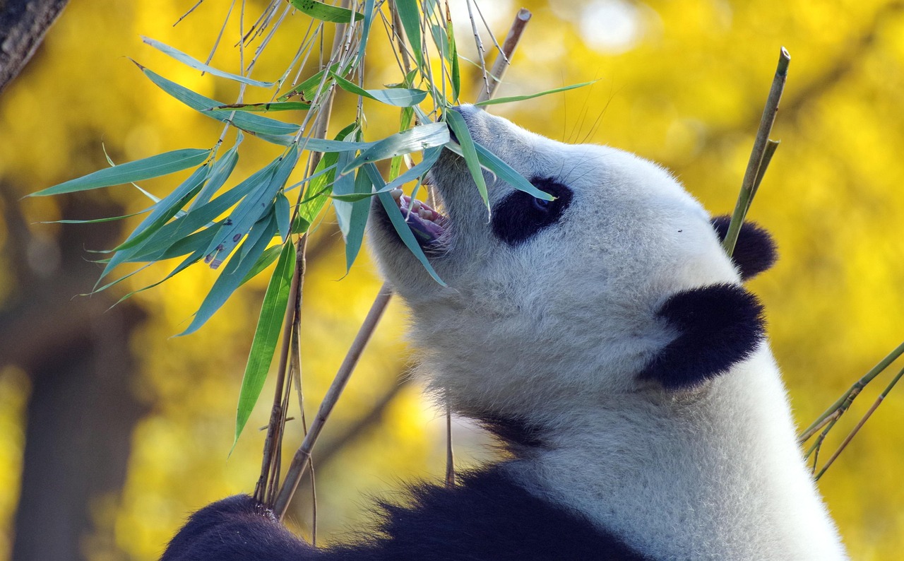 Panda bear eating bamboo, 