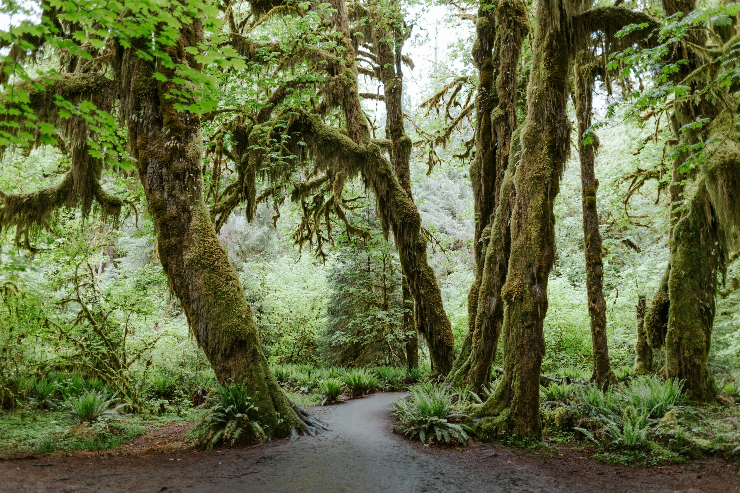 Hoh Rainforest - Olympic National Park, 
