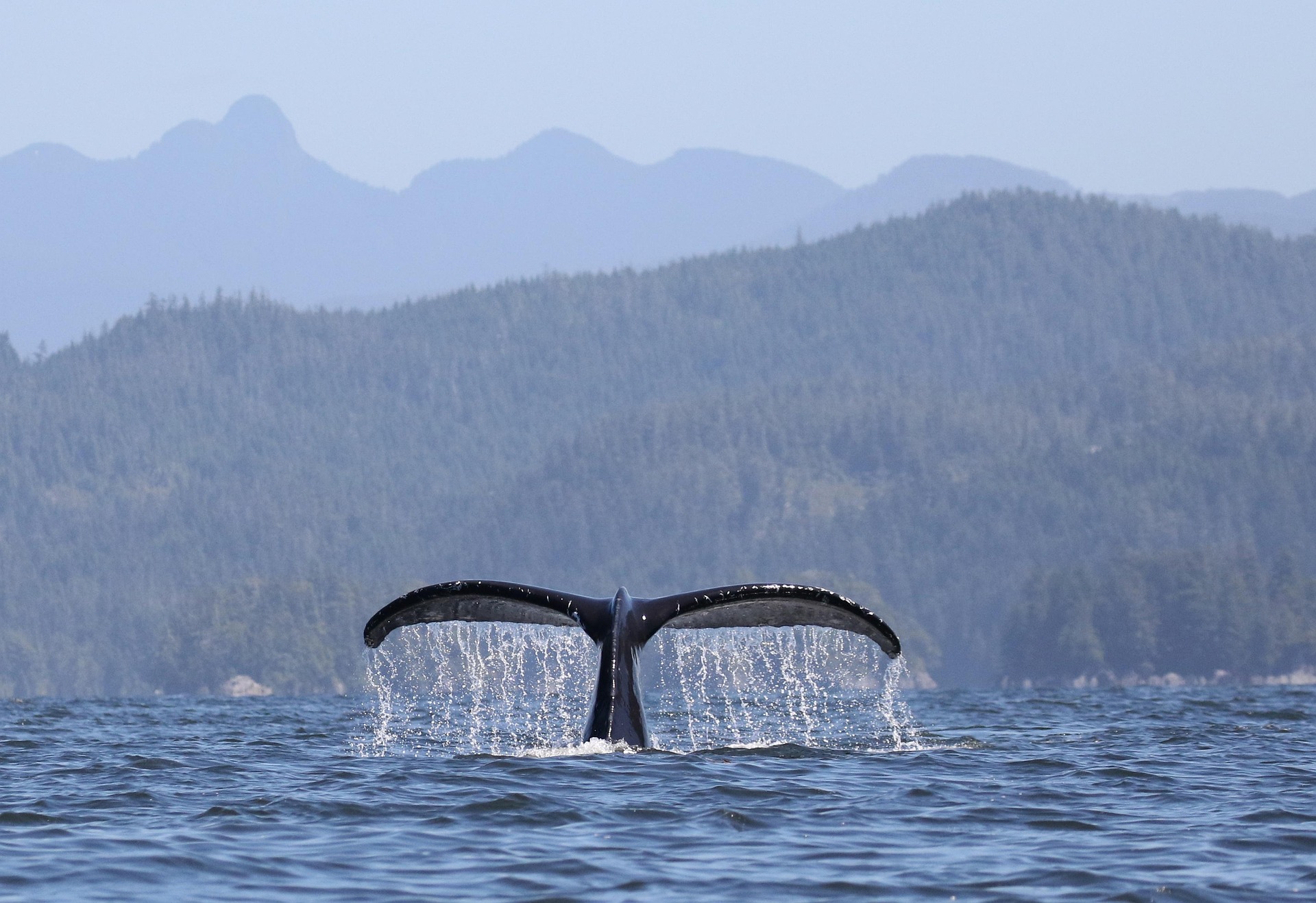 Humpback whale, 